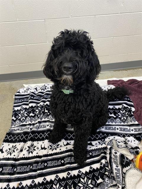 MAJI - Labrador Retriever / Poodle (Standard) available for adoption