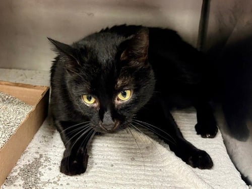 DOUG - Domestic Short Hair available for adoption