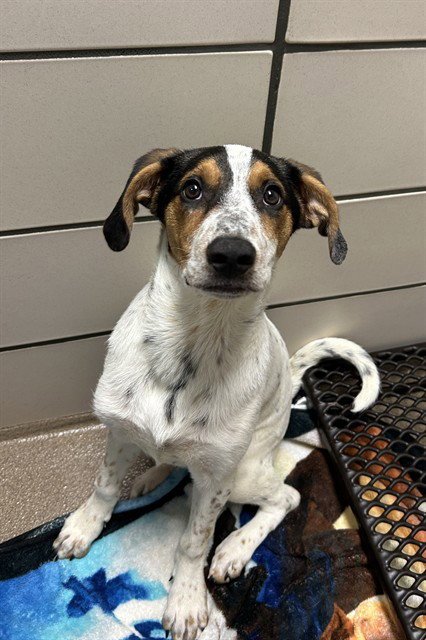 TOPSY - Treeing Walker Coonhound available for adoption