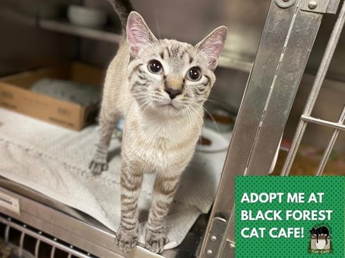 ARLO - Domestic Short Hair available for adoption
