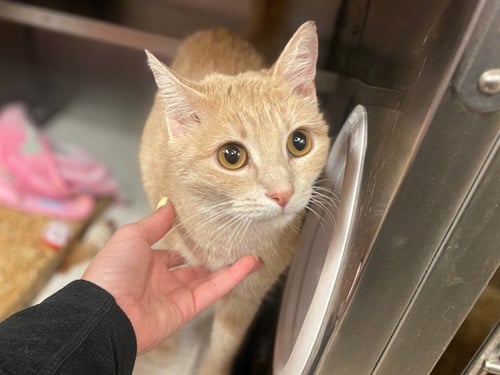 PEACHES - Domestic Short Hair available for adoption