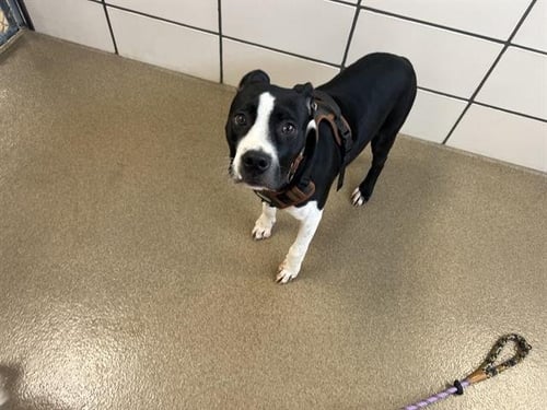 RUBIX - Pit Bull Terrier available for adoption