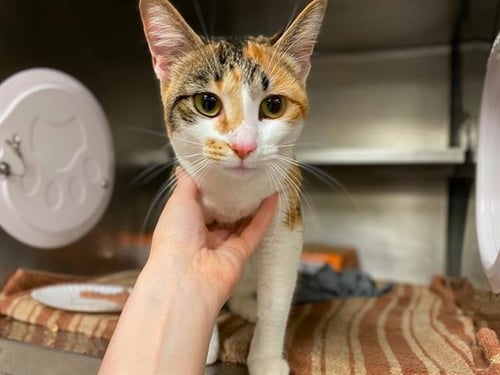 KAREN - Domestic Short Hair available for adoption