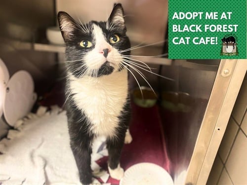 SAMSON - Domestic Short Hair available for adoption