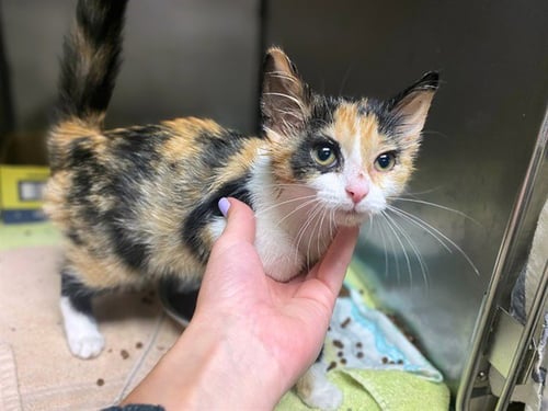 SMORES FRAPPUCCINO NO WHIP - Domestic Short Hair available for adoption