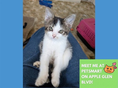 STAR - Domestic Short Hair available for adoption