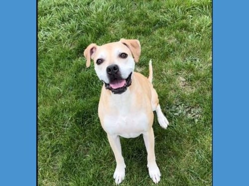 LULU - Boxer / Pit Bull Terrier available for adoption