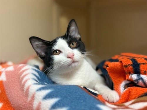 KITTNEY SPEARS - Domestic Short Hair for adoption in Fort Wayne