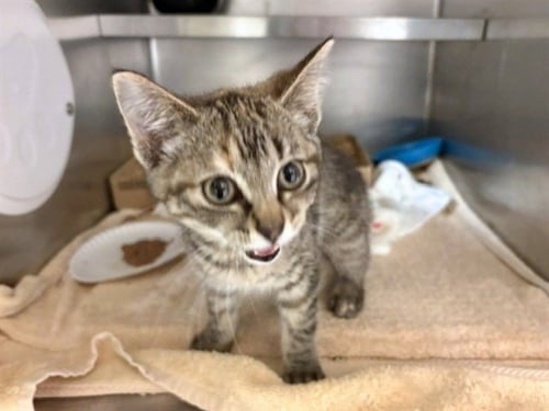MOLLY - Domestic Short Hair available for adoption