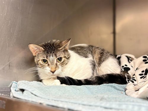 LADY - Domestic Short Hair available for adoption