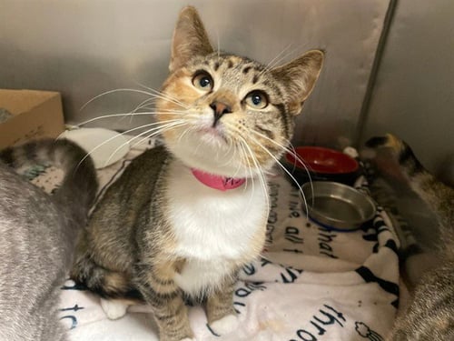 KANYE - Domestic Short Hair for adoption in Fort Wayne