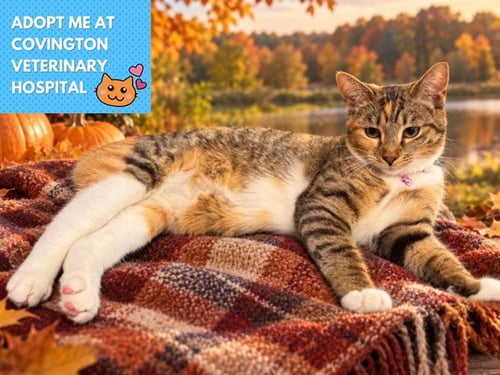 CONNIE - Domestic Short Hair for adoption in Fort Wayne