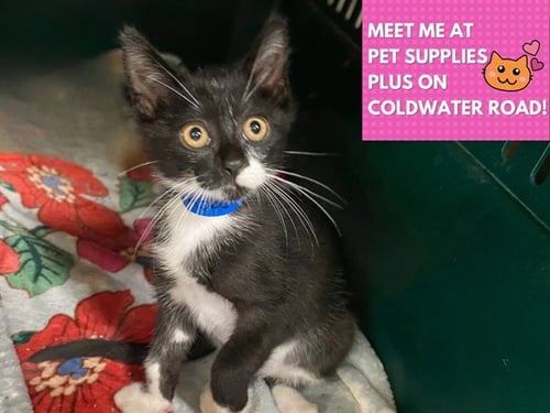 GUS - Domestic Short Hair available for adoption