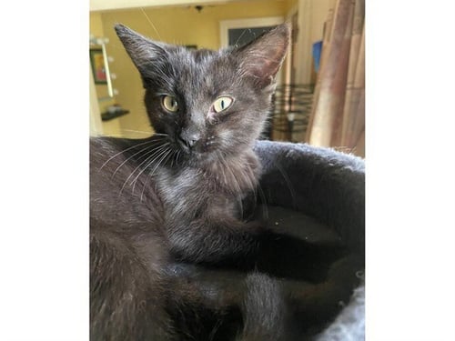 BEAN - Domestic Short Hair available for adoption
