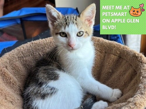 EDDIE - Domestic Short Hair available for adoption