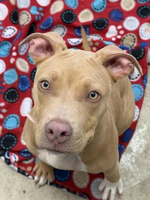 MOONDANCE - Staffordshire Bull Terrier available for adoption