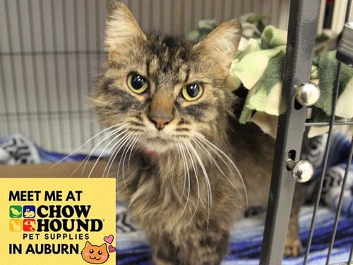BIG MAMA - Domestic Medium Hair available for adoption