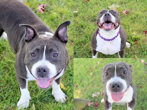 QUEENIE - American Bulldog for adoption in Fort Wayne