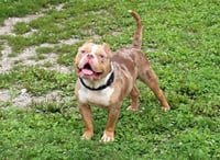 CHAPO - Photo 1