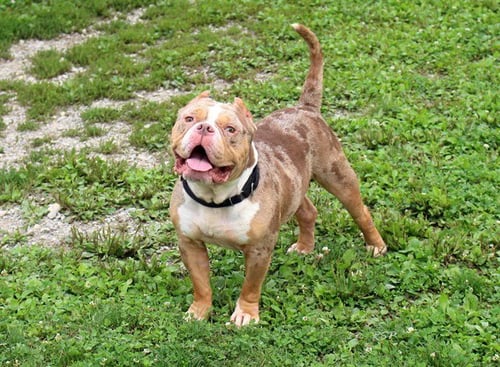CHAPO - English Bulldog for adoption in Fort Wayne