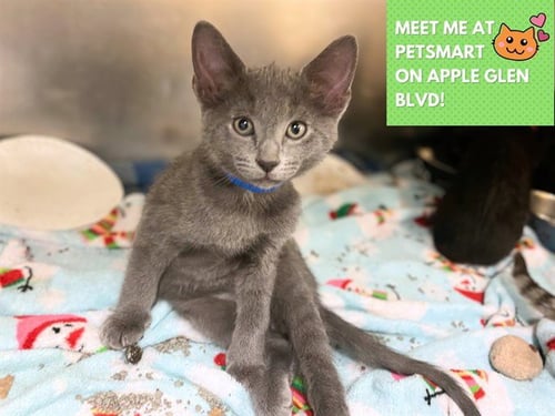 GRANDPA - Domestic Short Hair available for adoption