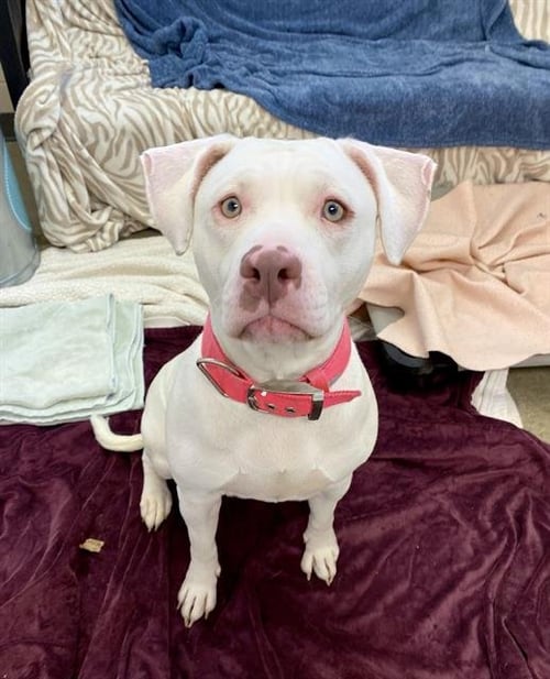 ZAHARA - Labrador Retriever / American Bulldog available for adoption