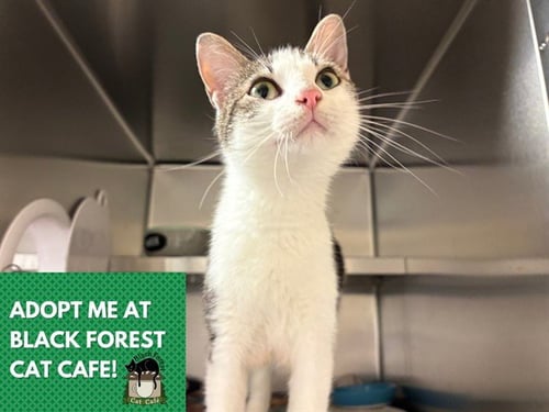 MONICA - Domestic Short Hair available for adoption