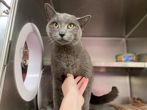 BLYTHE - Domestic Short Hair available for adoption