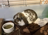 WAFFLES - Photo 1