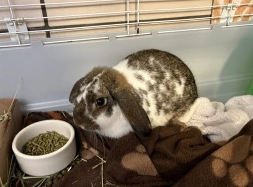 WAFFLES - Holland Lop available for adoption