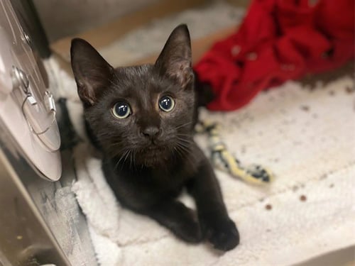 NEIL - Domestic Short Hair available for adoption