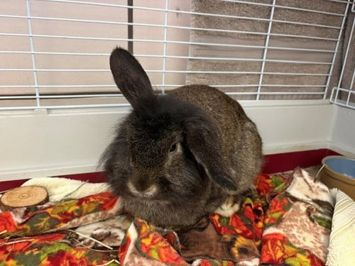 PEREGRIN - Shorthaired Rabbit available for adoption