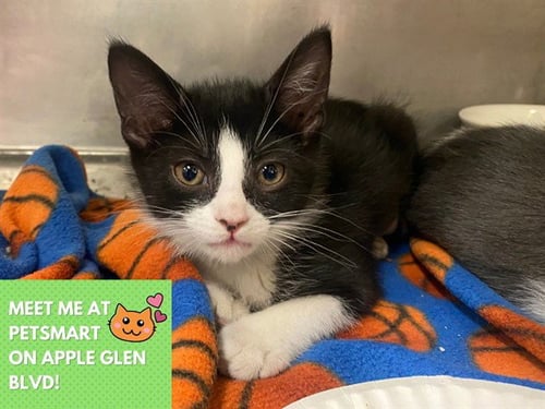 CHALK BOARD - Domestic Short Hair available for adoption