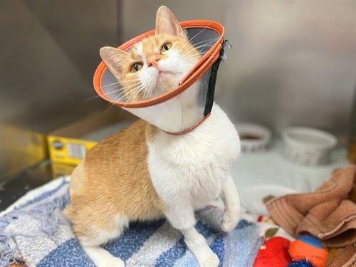 REBA - Domestic Short Hair available for adoption