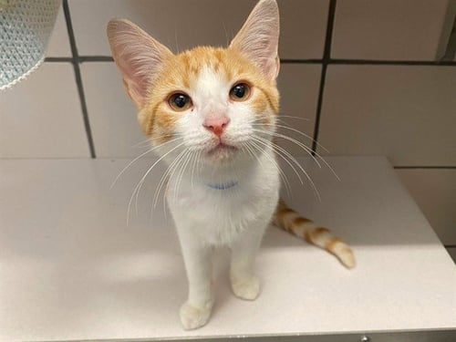 BASHFUL - Domestic Short Hair available for adoption
