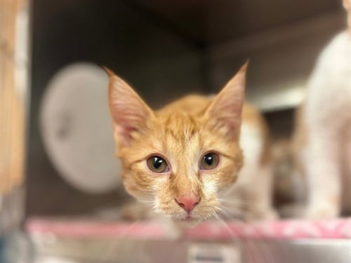 DENVER - Domestic Short Hair for adoption in Fort Wayne