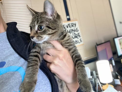 COLA - Domestic Short Hair for adoption in Fort Wayne