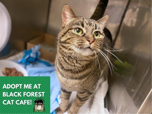 BUTTERCREAM - Domestic Short Hair available for adoption