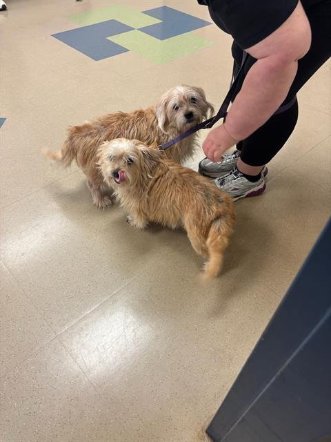 SADIE - Norfolk Terrier available for adoption