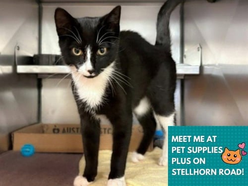 DOMINOS - Domestic Short Hair available for adoption