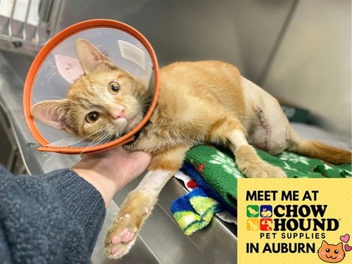 FITZGERALD - Domestic Short Hair for adoption in Fort Wayne