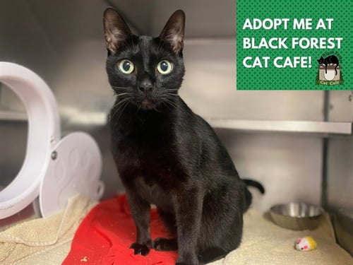 CHOPPER - Domestic Short Hair available for adoption