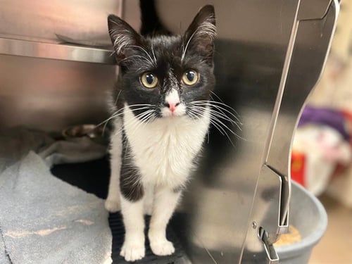 MIMI - Domestic Short Hair available for adoption