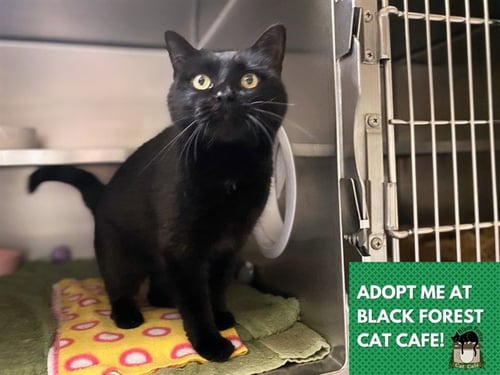 INKY - Domestic Short Hair for adoption in Fort Wayne