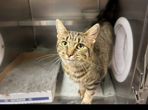 GORDITA - Domestic Short Hair available for adoption