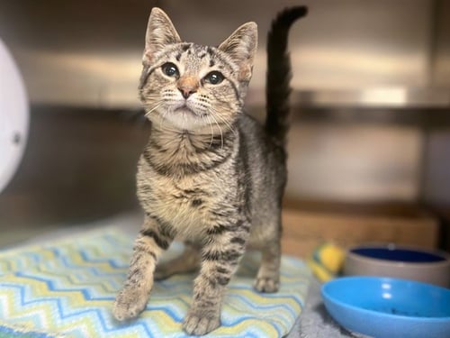 MICROCHIP - Domestic Short Hair for adoption in Fort Wayne