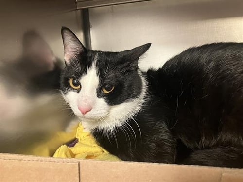 MAX - Domestic Short Hair available for adoption