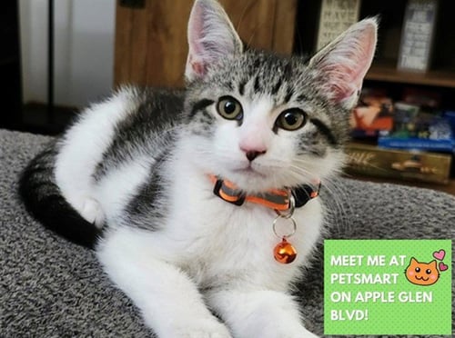 ROCKY - Domestic Short Hair available for adoption