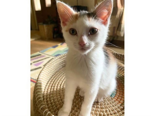 ISIS - Domestic Short Hair available for adoption