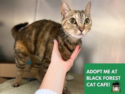STORMI - Domestic Short Hair available for adoption